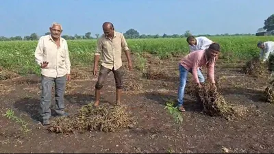 કેશોદના અજાબ ગામે વરસાદ પડતાં મગફળીના પાકને ભારે નુકસાની