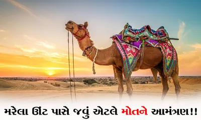 મોત બાદ ઊંટ બની જાય છે સાયલન્ટ બોમ  નજીક જવાથી થઈ શકે છે મોત