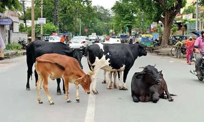 રખડતા ઢોર અને બિસ્માર રસ્તાના મામલે બે ઉચ્ચ સનદી અધિકારીઓને હાઇકોર્ટનું તેડું