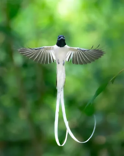 ભારતીય વાઇલ્ડલાઇફનો વૈવિધ્યસભર વારસો