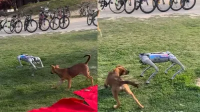જયારે રોબોટ કૂતરાને અસલી કૂતરાઓએ ઘેરી લીધો  વીડિયો વાઈરલ
