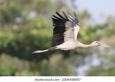 upના રાજ્ય પક્ષી ‘સારસ’ની સંખ્યા ગુજરાતમાં વધી