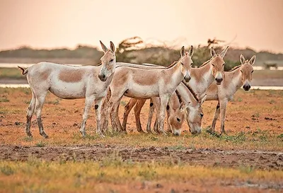 ઘુડખરની વસતીમાં પાંચ વર્ષમાં 26 ટકાનો વધારો